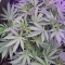 Kaufe Glue Sherbert Samen feminisiert von AlphaFem Seeds