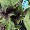 CBD Auto Blackberry Kush (Dutch Passion) Cannabis-Samen