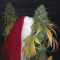 Purple Punch (Barney's Farm) Cannabis-Samen zu verkaufen