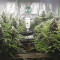 Black Russian Cannabis-Samen Kaufen
