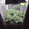 Sweet ZZ (Sweet Z) (RQS) Cannabis-Samen zu verkaufen