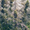 Shiskaberry (Barney's Farm) Cannabis-Samen zu verkaufen