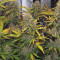 Wedding Cheesecake Auto (Fast Buds) Cannabis-Samen zu verkaufen