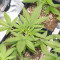 Girl Scout Cookies Auto Cannabis-Samen Kaufen