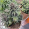 CBD Lemon Potion Auto (Barney's Farm) Cannabis-Samen zu verkaufen