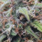 Z Auto Cannabis-Samen Kaufen