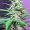 Original Auto Sour Diesel (Fast Buds) Cannabis-Samen zu verkaufen