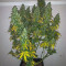 Candy Kush Auto Cannabis-Samen Kaufen