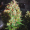 White Crystal Meth Auto (Original Sensible Seeds) Cannabis-Samen zu verkaufen