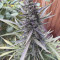 Auto Blackberry Kush Cannabis-Samen Kaufen