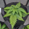 Kaufe Original Afghan Kush Auto Samen feminisiert von Fast Buds