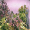 Kaufe Skywalker Haze Samen feminisiert von Dutch Passion