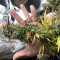 Gelato Auto Cannabis-Samen Kaufen
