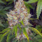 Critical Cannabis-Samen Kaufen