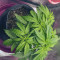Hindu Kush Automatic (Sensi Seeds) Cannabis-Samen zu verkaufen