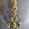 Black Jack CBD Cannabis-Samen Kaufen