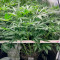 Grandaddy Purple (BlimBurn Seeds) Cannabis-Samen zu verkaufen