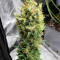 Blue Dream'matic Auto Cannabis-Samen Kaufen