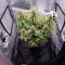 O.G. Kush Autoflower (Seedstockers) Cannabis-Samen zu verkaufen