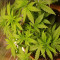 Kaufe Grandmommy Purple Samen feminisiert von Herbies Seeds