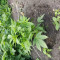 Mimosa Shot Cannabis-Samen Kaufen