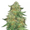 Alien Gorilla (Original Sensible Seeds) Cannabis-Samen