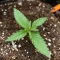 Auto Bruce Banner XXL (Advanced Seeds)