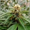 Auto Speed Haze (Blackskull Seeds) Cannabis-Samen