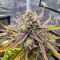 Banana Jealousy Auto RF3 (Ethos Genetics)