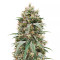 Blueberry Hill feminisierte Samen (Herbies Seeds)