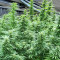 Blueberry Hill feminisierte Samen (Herbies Seeds)