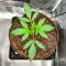 Durban Poison Autoflower feminisierte Samen (Humboldt Seed Company)