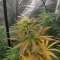 Durban Poison (Barney's Farm)