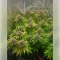 Fat Bastard (Blimburn Seeds)