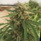 GG#4 Original Glue Auto (Auto Seeds) Cannabis-Samen