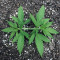 Granddaddy Purple feminisierte Samen (Blimburn Seeds)