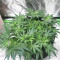 Grandmommy Purple feminisierte Samen (Herbies Seeds)