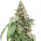 Mimosa Shot feminisierte Samen (Herbies Seeds)