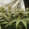 Mimosa x Orange Punch feminisierte Samen (Barney’s Farm)