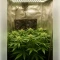 Northern Light Automatic (RQS) Cannabis-Samen