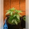 Permanent Marker (Blimburn Seeds)