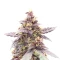 Purple Lemonade Poison Autoflower feminisierte Samen (Seedkeepers)