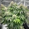 Sour Diesel (RQS) Cannabis-Samen