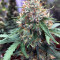 Z (Blackskull Seeds) Cannabis-Samen