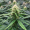 Northern Lights 10 of 10 feminisierte Samen (Seedkeepers)