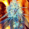 Critical Kush (RQS) Cannabis-Samen