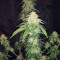Original Auto Russian (Fast Buds) Cannabis-Samen