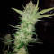 Big Bomb (Bomb Seeds) Cannabis-Samen