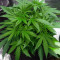 Criminal+ (Ripper Seeds) Cannabis-Samen