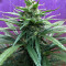 Critical Mass Regular (Mr. Nice Seedbank) Cannabis-Samen
